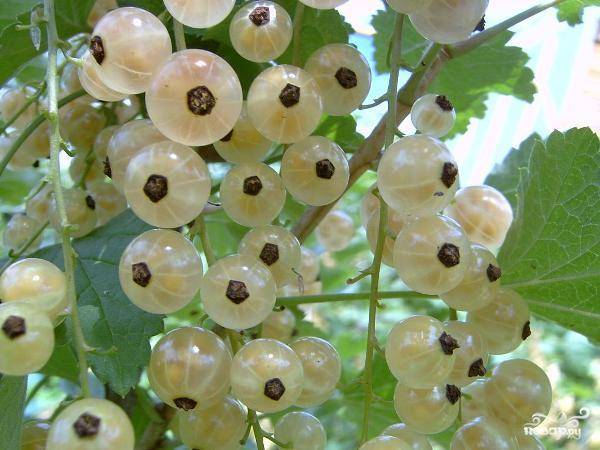 Варенье из смородины белой (киевское)