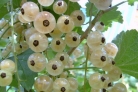 Варенье из смородины белой (киевское)