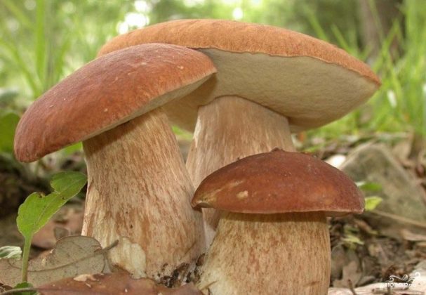 Запеченные белые грибы