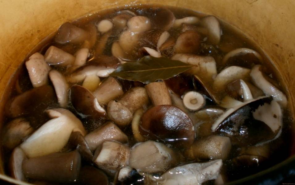 Маринованные подосиновики и подберезовики - рецепт вкусных грибочков на зиму