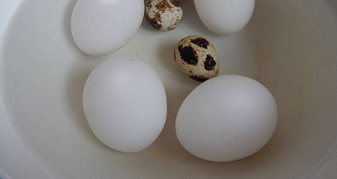 2. Отварите вкрутую куриные и перепелиные яйца. Остудите и очистите.