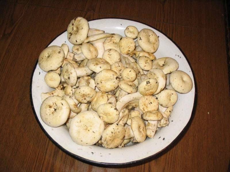 1. Вот отыскала замечательный классический рецепт тушеных груздьев, которые получаются невероятно вкусными. Итак, замочите предварительно грибы, после чего помойте несколько раз.