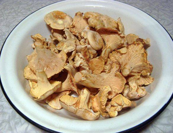 1. Вкуснейшие грибы - лисички. Рецептов их приготовления - масса. Сегодня предлагаю приготовить суп из лисичек с сыром в домашних условиях.