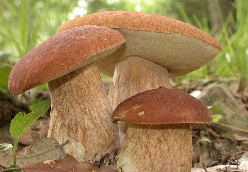 Белые грибы с мятой и помидорами-черри