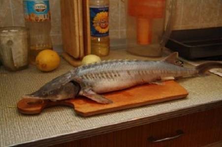 Стерлядь запечённая – рыбные рецепты