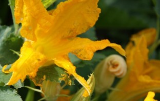 Жареные цветы кабачков - фото шаг 3