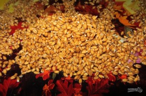 Пшеница - фото шаг 5