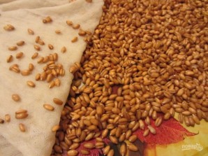 Пшеница - фото шаг 3