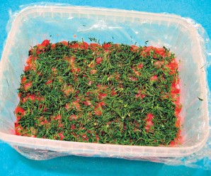 Красная рыба под шубой салат - фото шаг 2