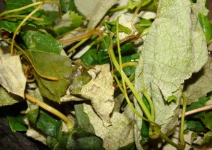 Квас из виноградных листьев - фото шаг 1