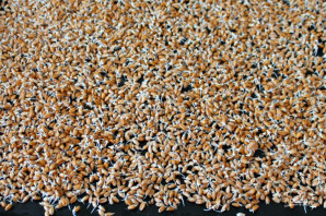 Салат с ростками пшеницы - фото шаг 4