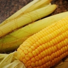Рецепт Вареная кукуруза в початках