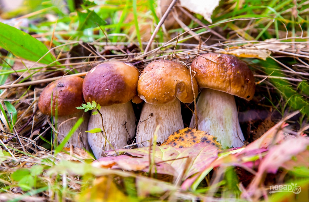 Боровики, белые грибы