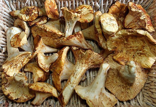 Рецепт Сушка грибов в духовке