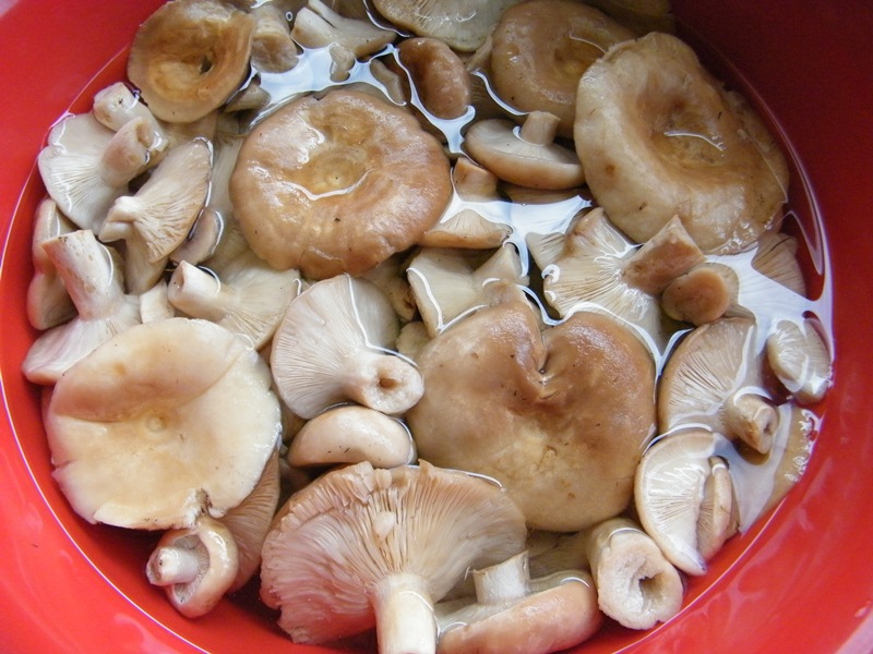 Что приготовить из соленых грибов рецепты с фото простые и вкусные