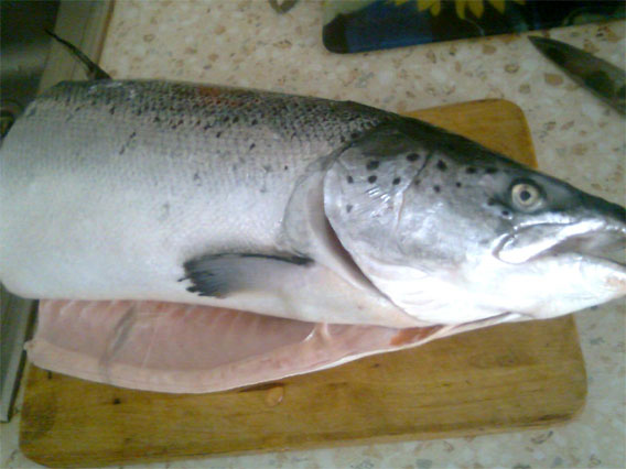 Рецепт Шашлык из рыбы на костре