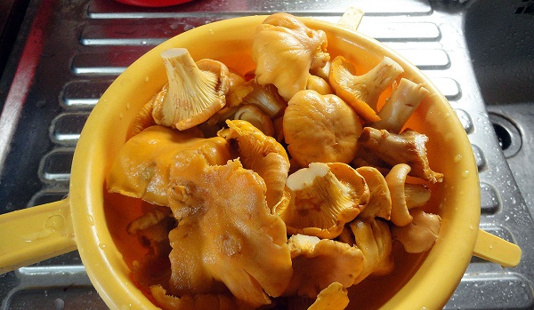 Рецепт Пирог с грибами из слоеного бездрожжевого теста