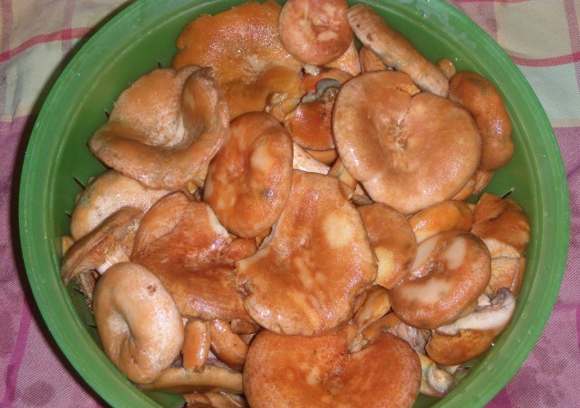 Рецепт Жареные грибы рыжики