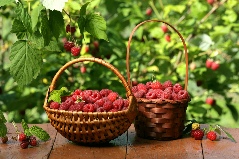 Малина: польза ягод и простые рецепты 
