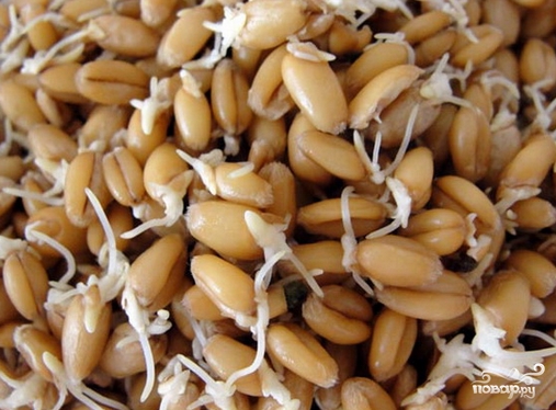 Рецепт Самогон из пророщенной пшеницы
